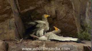Vultures fighting in the most vicious fashion!