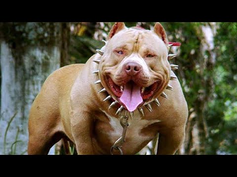 Dünyanın En Güçlü 10 Köpek Cinsi