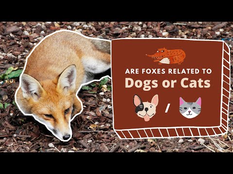Are Foxes Related to Dogs or Cats? The Absolute Answer