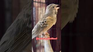 Download lagu Suara burung Blackthroat gacor cocok buat masteran #birds #masteranjernih #kicaumania mp3