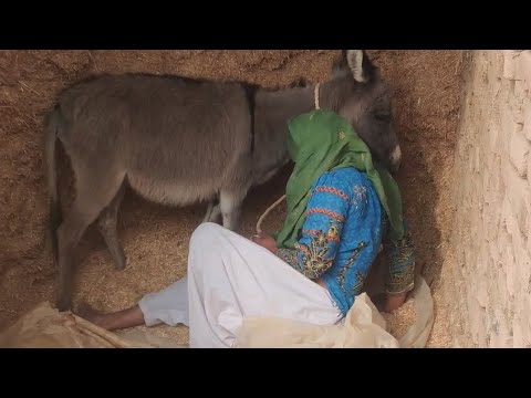  My donkey 🤣😂 #donkeykong #mariovsdonkeykong #animals #funny #donkey #animalhumor #funnyanimal