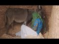 My Donkey Donkeykong Mariovsdonkeykong Animals Funny Donkey Animalhumor Funnyanimal
