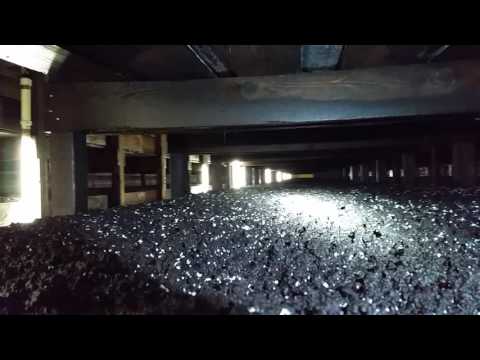 Case hold: day 8, primordia development of commercial button mushrooms