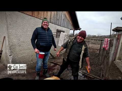 📍 TĂIATUL PORCULUI: acasă la interpretul de muzică populară ANDREI ROMANICĂ ( Partea I ) 🆕