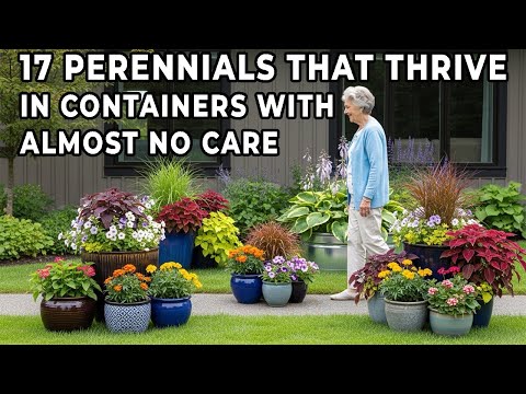 17 Perennials That Thrive in Containers with Almost No Care