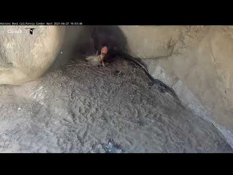 Female California Condor Feeds Downy Chick At Huttons Bowl – April 27, 2021