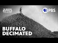 The Largest Destruction Of Animals In Modern History The American Buffalo A Film By Ken Burns