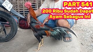 Download lagu PART 541 🛑 FOR 200 THOUSAND YOU CAN ALREADY GET A CHICKEN THIS GOOD, BUDDY mp3 Download lagu PART 541 🛑 FOR 200 THOUSAND YOU CAN ALREADY GET A CHICKEN THIS GOOD, BUDDY mp3