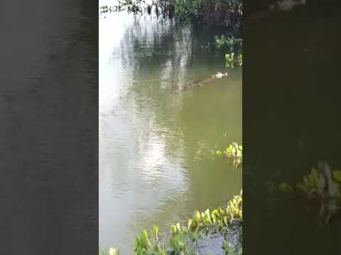 Tours por el llano manaca Tours nos visitan desde la Macarena meta