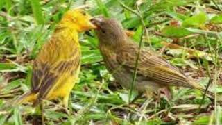 Fmea de Canrio da terra chamando muito