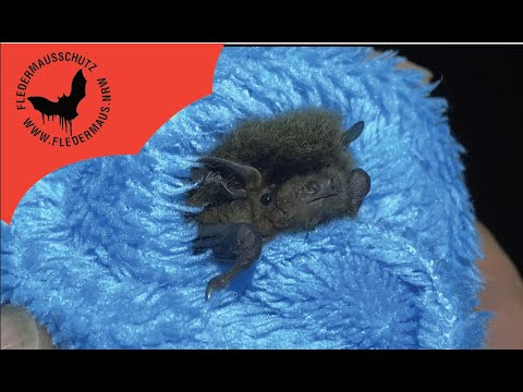 Fledermaus NRW - Auswilderung von Fritz an der Konkordiaschule