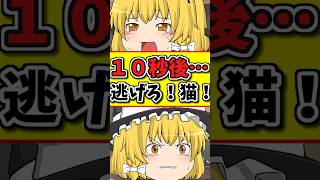 １０秒後…今すぐ逃げろ！猫ちゃん！ #shorts #ゆっくり茶番 #ゆっくり茶番劇
