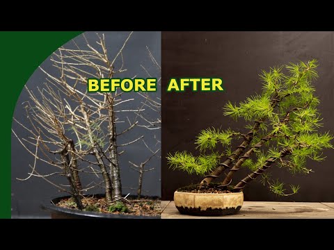 Rebuilding a Larix Bonsai Forest