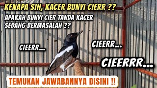 Download lagu MASALAH ENGGAK SIH KALO KACER BUNYI CIER ?? CARA MERAWAT KACER mp3