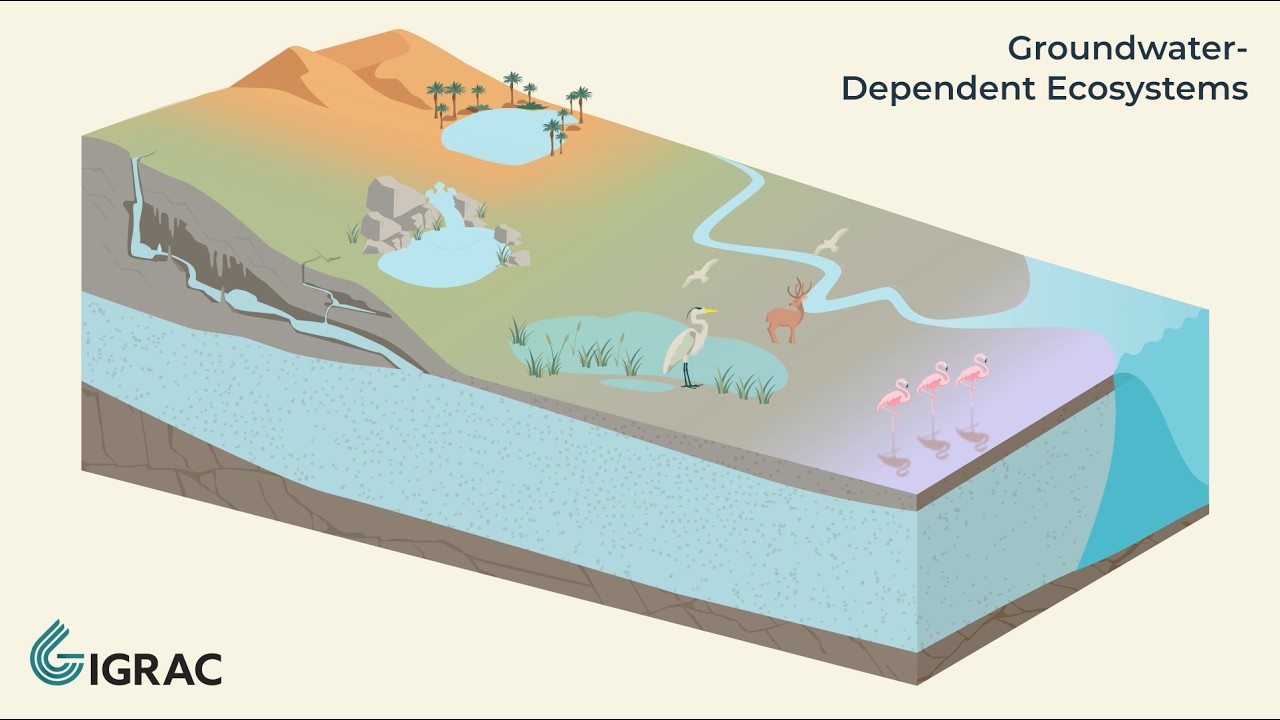 Groundwater Explained: Groundwater-Dependent Ecosystems