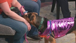 Alesia is a sweet pup looking for a forever home!