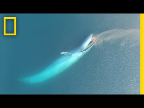 See Blue Whales Lunge For Dinner in Beautiful Drone Footage | National Geographic