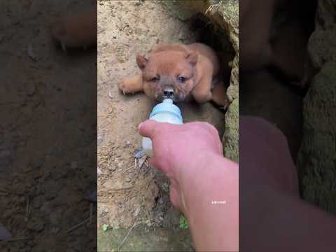 चिंटू को पिलाया दूध Viral Gadgets, Smart Appliances, Kitchen Utensils/ Home Inventions #shorts #dog