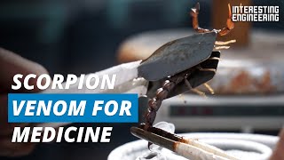 How to Milk Scorpions to Use Their Venom as Medicine