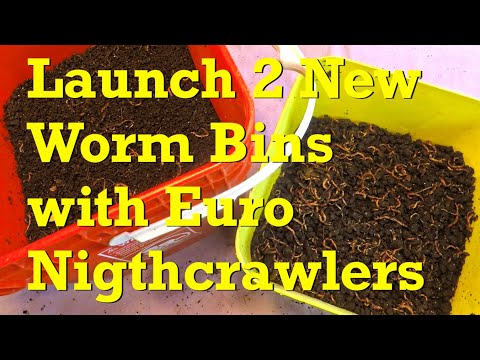 Euro nightcrawler worms removed from old bins to launch 2 new systems - vermicompost