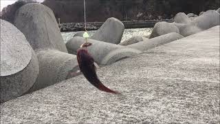 どんこラッシュ！！冬のテトラで穴釣り【防波堤】