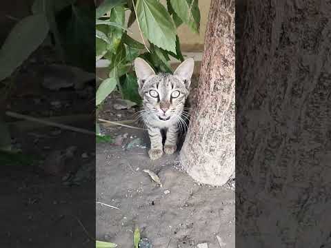 little Kitty meow meow ❤️ #cat #catvideos #shortvideo #viralvideo #bilibili