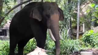 preview picture of video 'The elephant sanctuary at Punnathur Kotta Guruvayur'