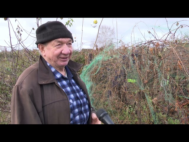 Мамадышский садовод создал на своем приусадебном участке виноградную плантацию