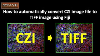 How to automatically convert CZI image file to TIFF image using Fiji