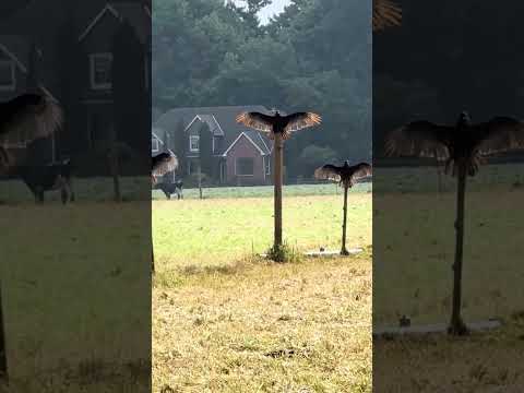 Un moment incroyable où des condors de Californie sont aperçus en train de prendre un bain de soleil.