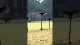 Un moment incroyable où des condors de Californie sont aperçus en train de prendre un bain de soleil.