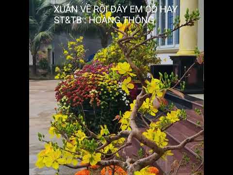 Xuân về rồi đây em có hay - Hoàng Thông