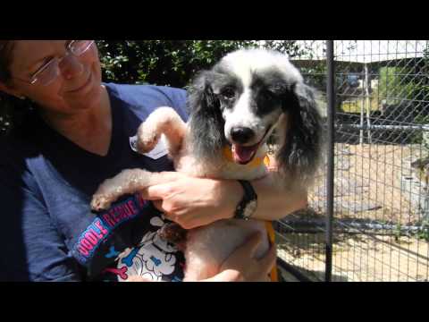 Tiger, an adopted Poodle in Houston, TX_image-1