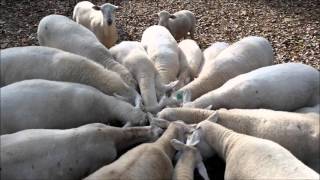 Ankida Ridge 2015 ~ It Was A Very Good Year!