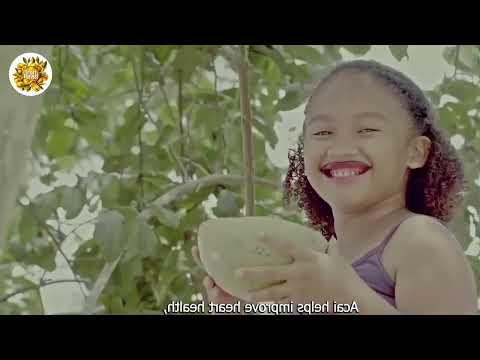 How Farmers Harvest  Acai Berry_ Amazon Gold Berry - Acai Processing Factory _ Farming Documentary