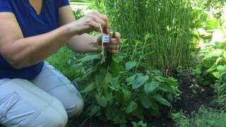How to Cut and Dry Lemon Balm