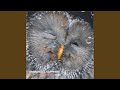 The Lonely Owl Rain