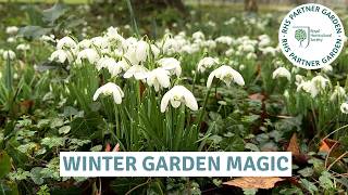 Snowdrops & Winter Beauty | Visiting an RHS Partner Garden in Norfolk // Cottoverdi