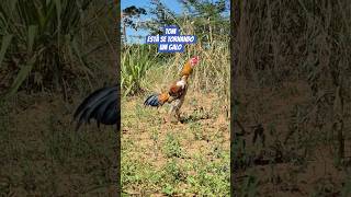 Frango índio na roça #shorts
