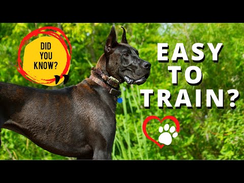 1st YouTube video about are great danes easy to train