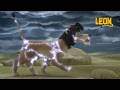 Electroshock Leon The Lion 75 Compilation Crazy Animals