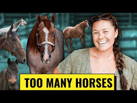 Here's Every Single One Of My 30+ Horses