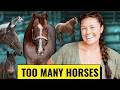 Here S Every Single One Of My 30 Horses
