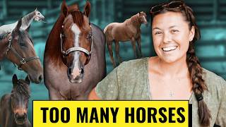Here's Every Single One Of My 30+ Horses