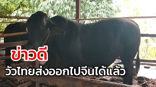 ข่าวดี ส่งวัวออกไปจีนได้แล้ว #ส่งวัวออกไปจีน #ฟาร์มวัว #เลี้ยงวัว