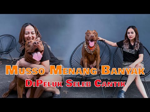SANGAT BERBAHAYA ‼️ MUSSO SANG PITBULL GANAS DIPELUK SELEB CANTIK