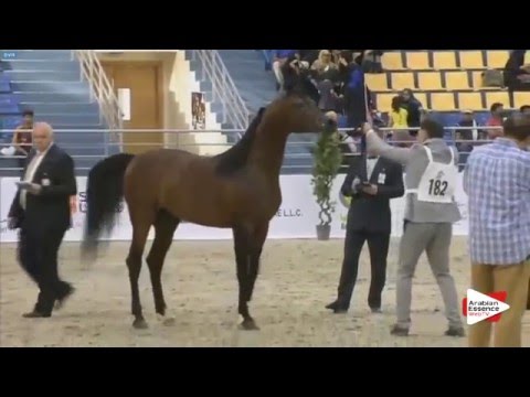 N.182 MAJICIAAN - Sharjah 2016 - 7+ year old Stallions (Class 10)