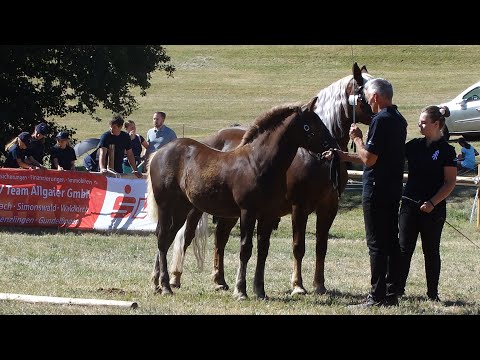 16. Jehle Daria SchwK Stute von Drachenfels x Jelea Maxine - Kaltblut FS Kohlenbach am 13.08.2022