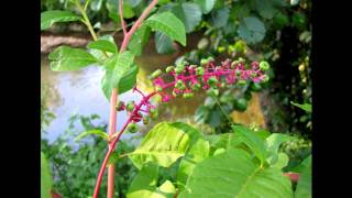 thomas dutronc ...jeune je ne savais rien