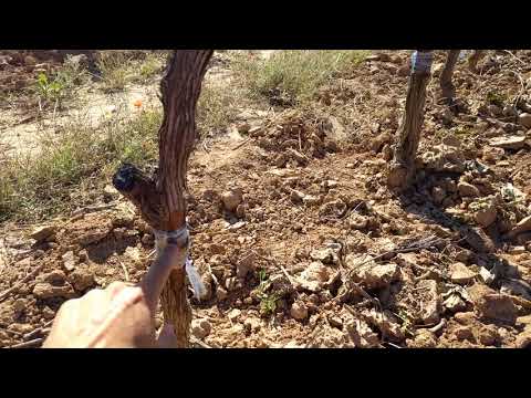 Sobre injerto en viña